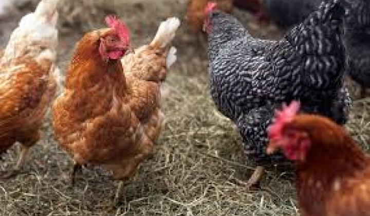 Objednávky hydiny - nosnice